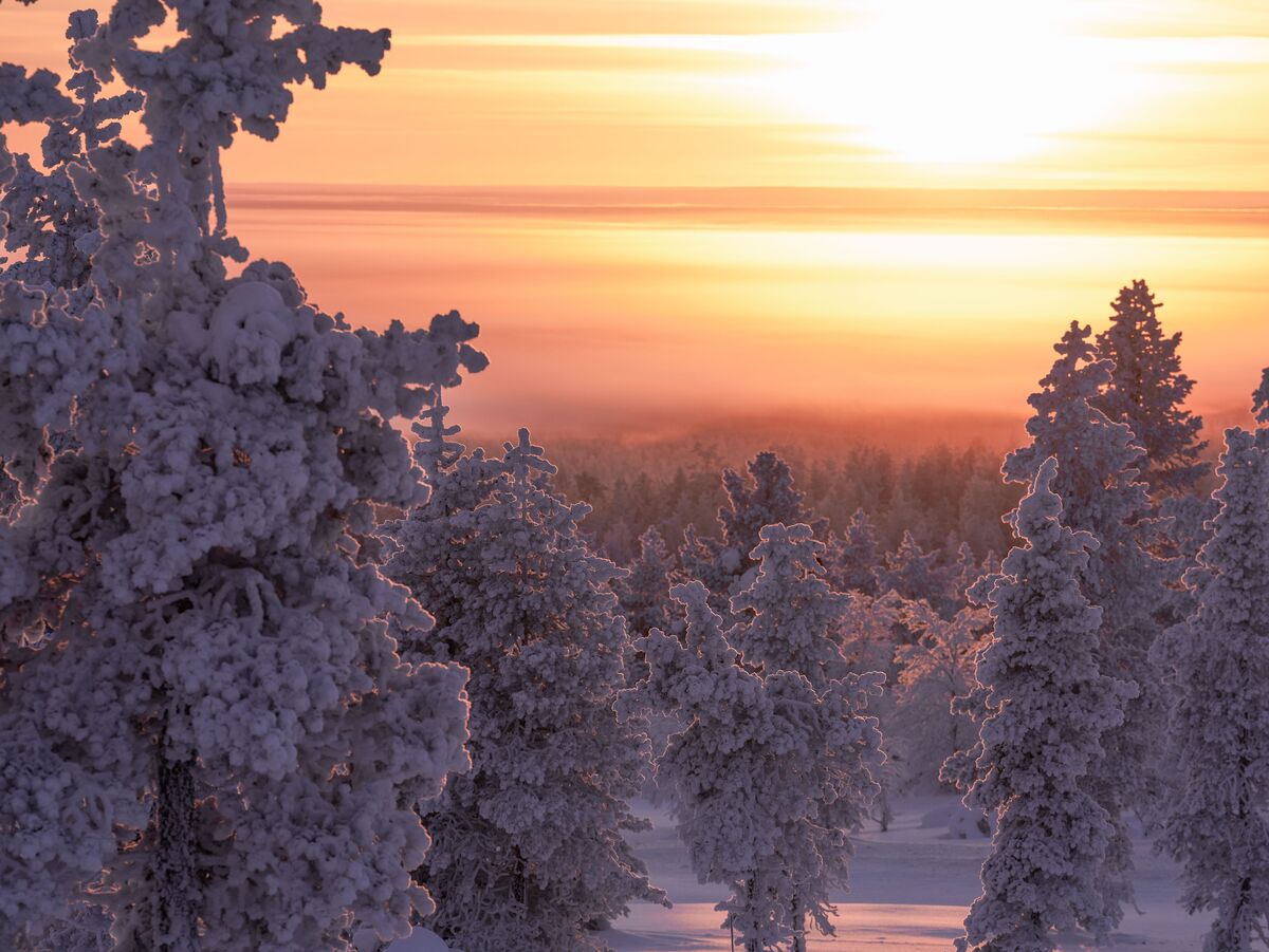 Magnifiques arbres enneigés au coucher du soleil, teintant le ciel de rose et orange délicats.