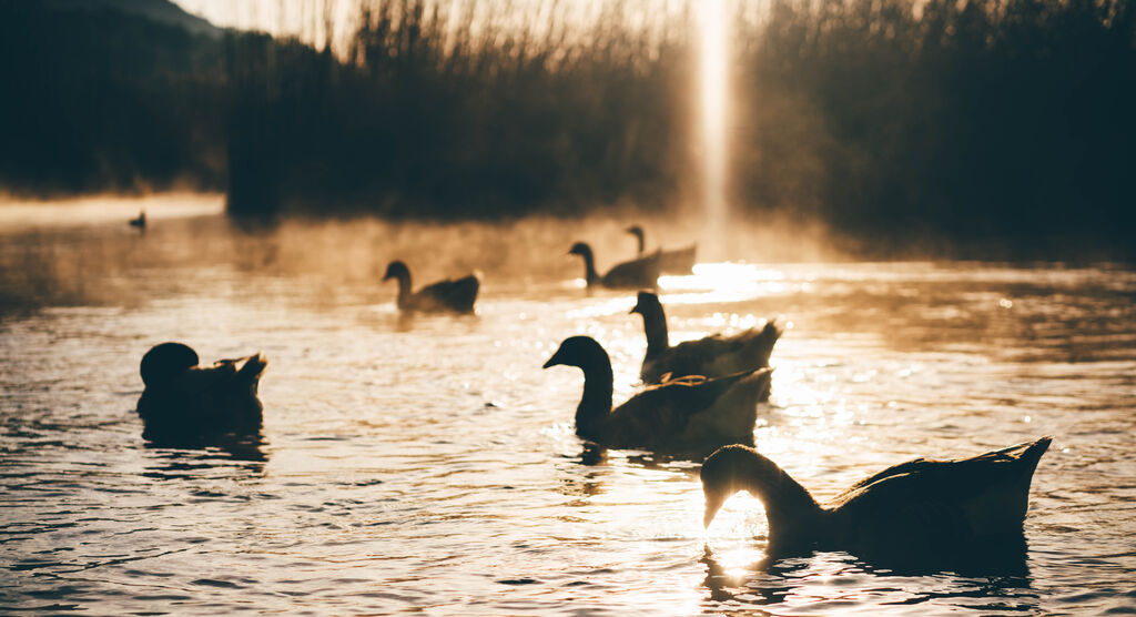 Un gruppo di anatre nuota su uno specchio d'acqua. Il sole splende sopra i canneti sullo sfondo e proietta una luce dorata sull'acqua.