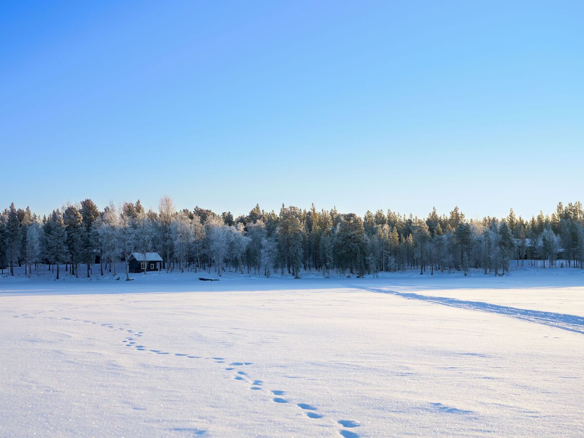 Paesaggio invernale con neve fresca e alberi sullo sfondo