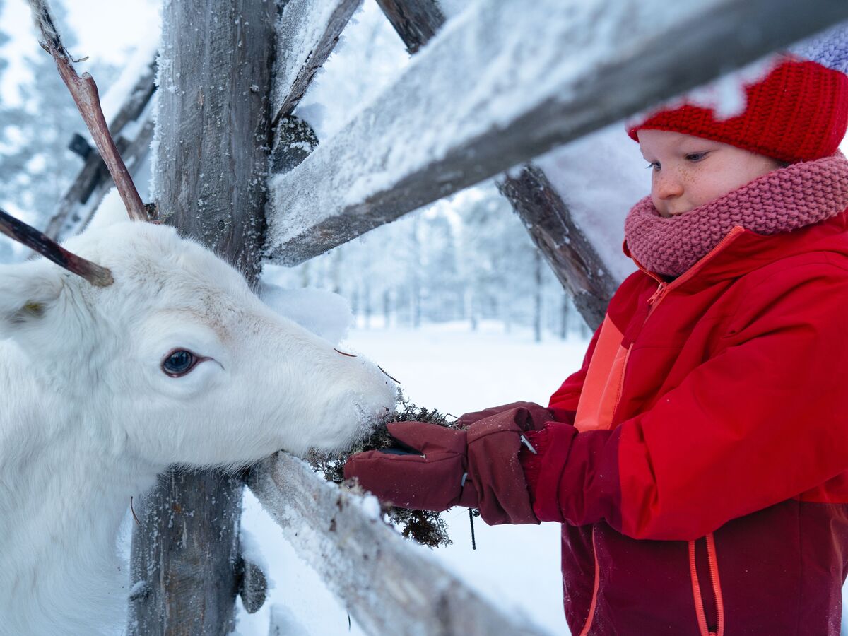 Una persona dà da mangiare a un cervo in un paesaggio invernale