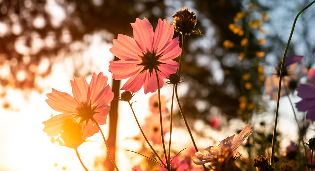 Foto di un fiore di campo ripresa dal basso. I fiori sono illuminati dalla luce dorata del sole.